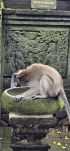 Willkommen im Monkey Forest