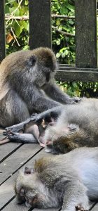 Willkommen im Monkey Forest