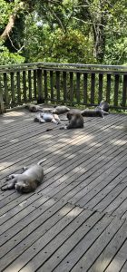 Willkommen im Monkey Forest