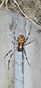 In den Reisterrrassen von Jatiluwih