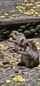 Willkommen im Monkey Forest
