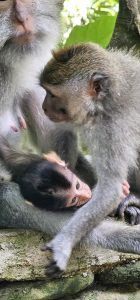 Willkommen im Monkey Forest