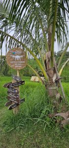 In den Reisterrrassen von Jatiluwih