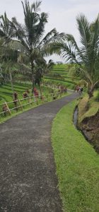 In den Reisterrrassen von Jatiluwih