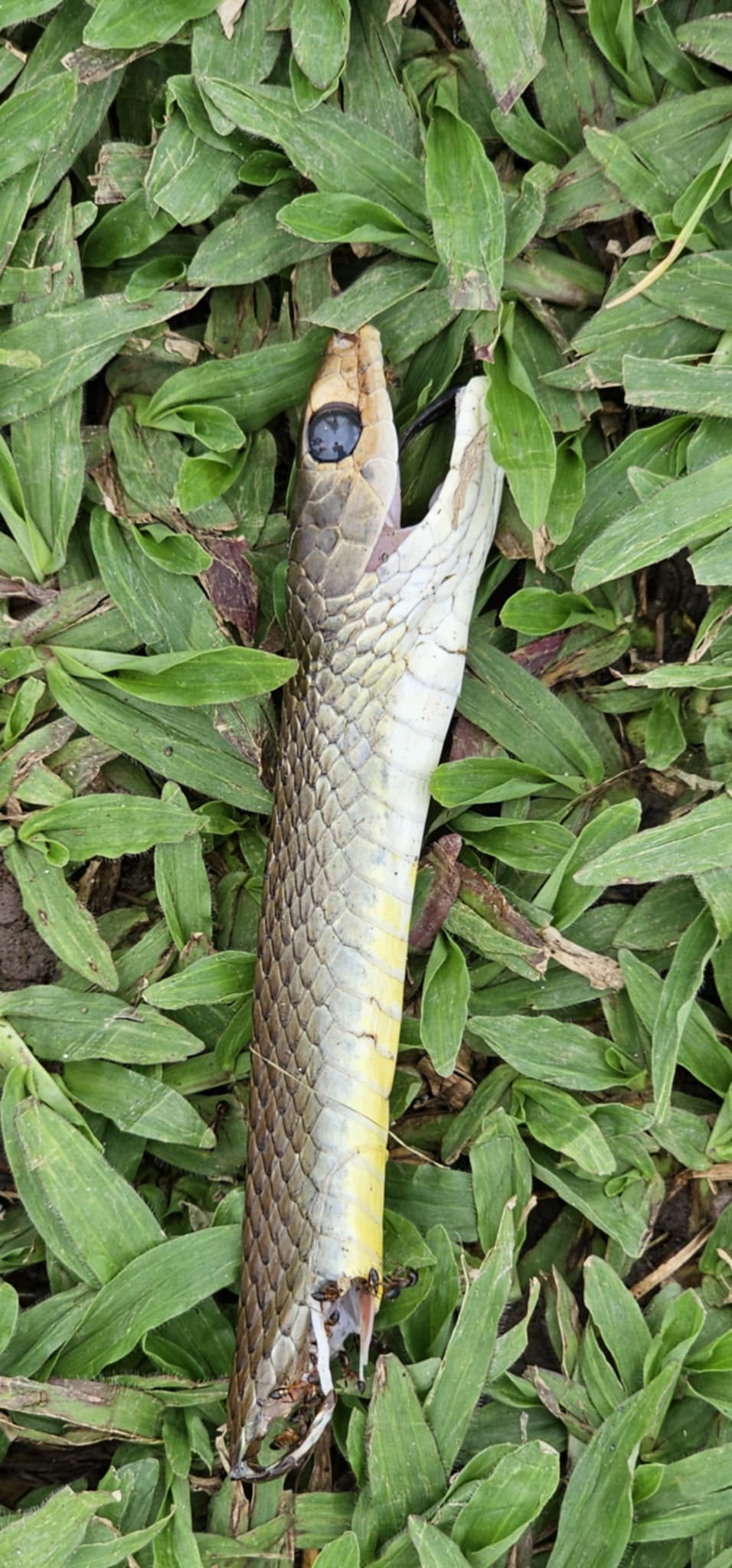 In den Reisterrrassen von Jatiluwih