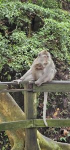 Willkommen im Monkey Forest