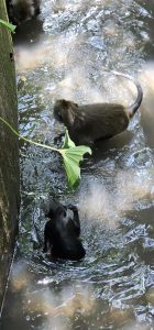 Willkommen im Monkey Forest