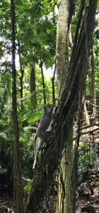 Willkommen im Monkey Forest