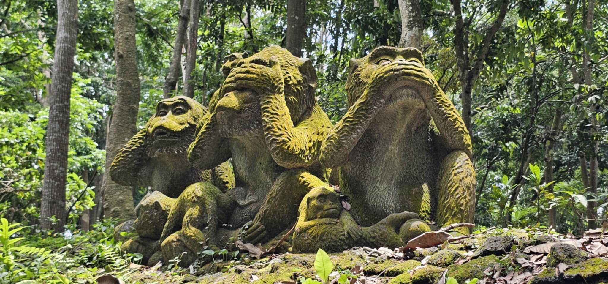 Willkommen im Monkey Forest