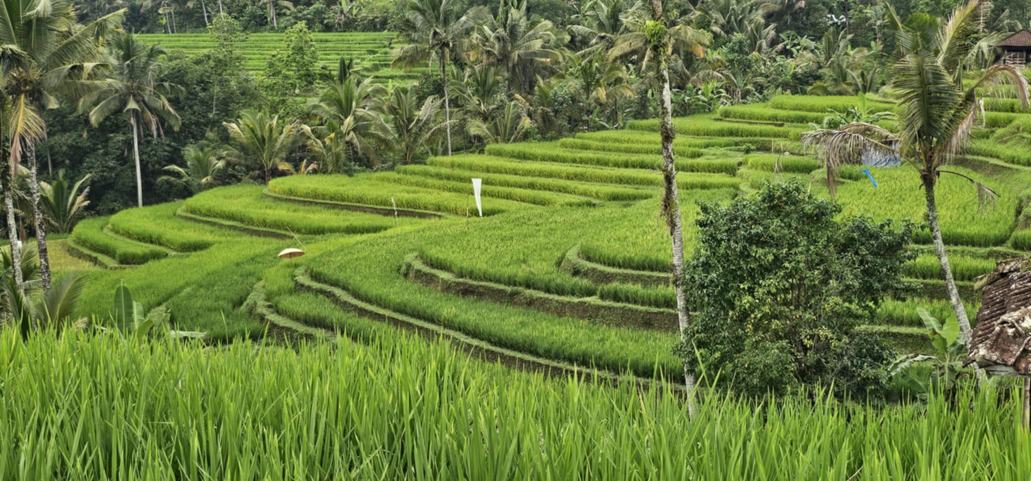 In den Reisterrrassen von Jatiluwih