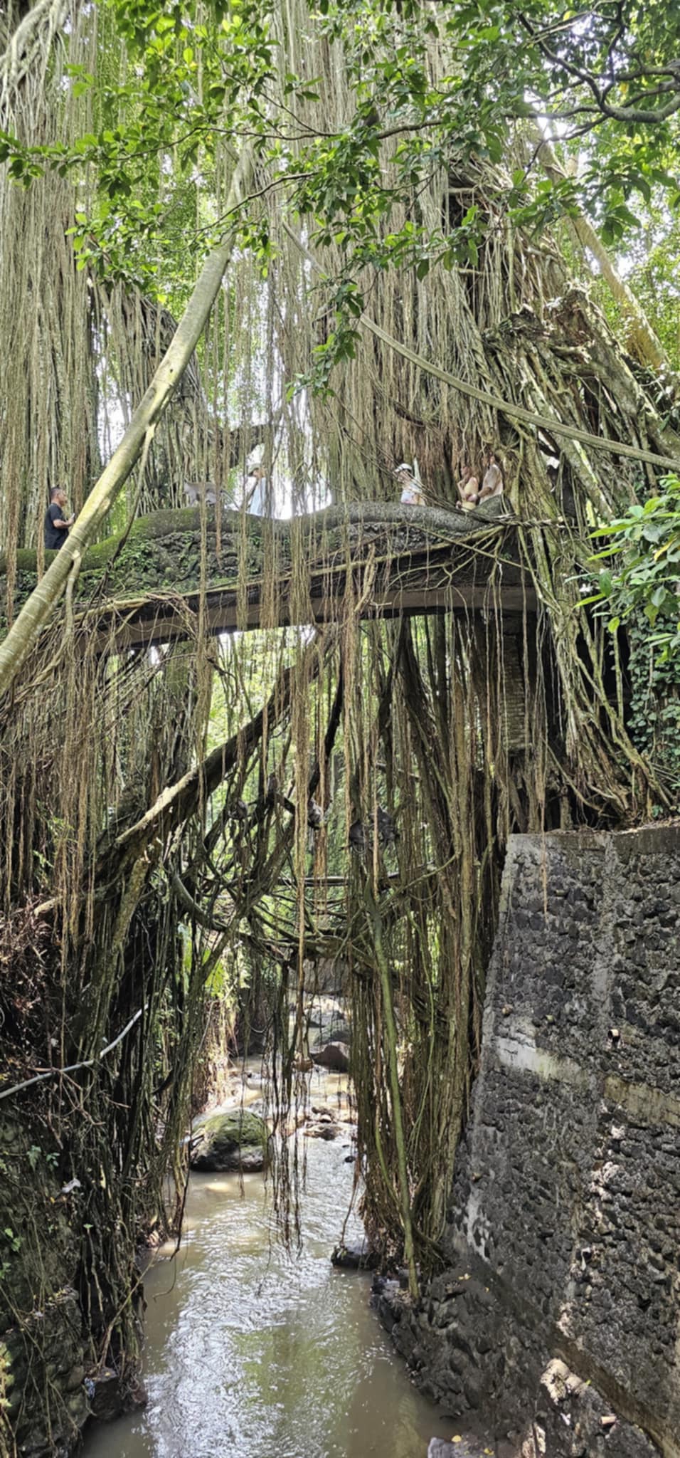 Willkommen im Monkey Forest