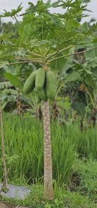 In den Reisterrrassen von Jatiluwih