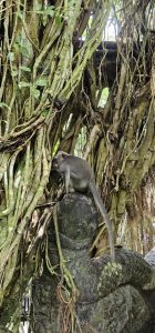 Willkommen im Monkey Forest