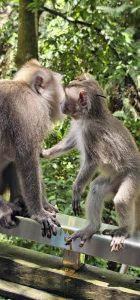 Willkommen im Monkey Forest